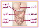 ألام قرحة المعدة والتخلص منها؟؟